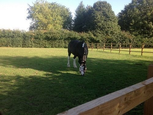 Ravencar Farm B&B Mosborough Exterior foto